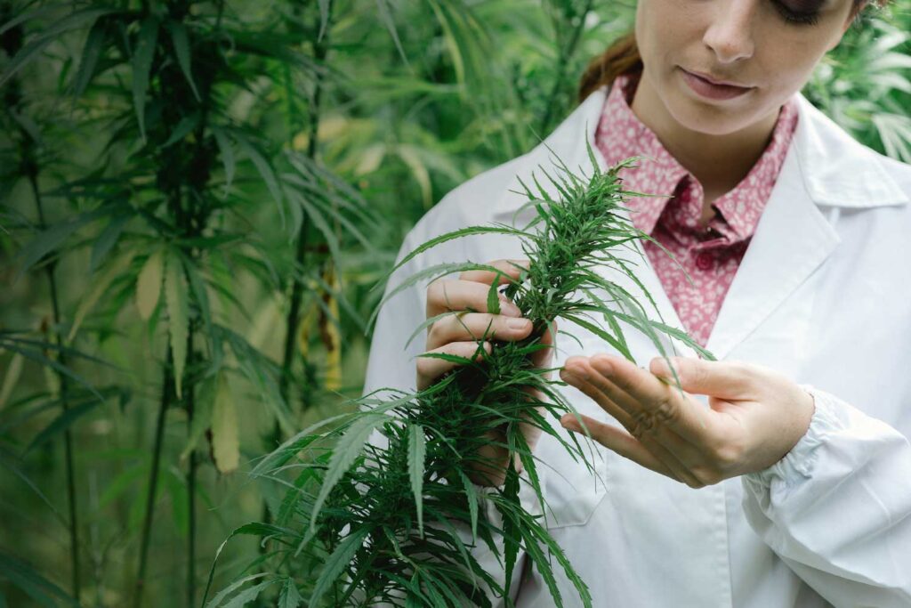 Grossiste cbd Production au services de la société