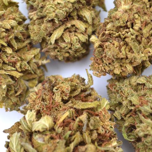 grossiste fleur CBD