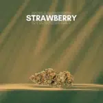 fleurs cbd