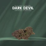 Fleurs CBD  Dark Devil - Glasshouse - France
