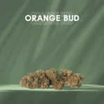 Fleurs CBD Candy Cream - Greenhouse - France