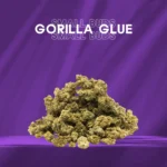 Small Buds Classique - Gorilla Glue
