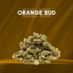 Small Buds Classique - Orange Bud