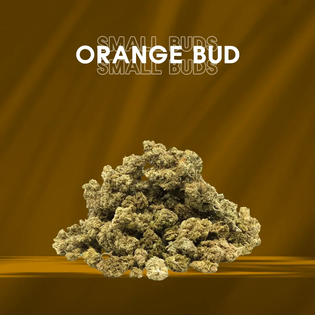 Small Buds Clásico - Orange Bud
