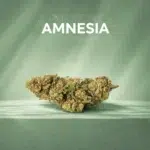 Fleurs CBD Amnesia - Greenhouse - France