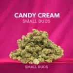 Small Buds Classique - Candy Cream