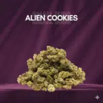 Small Buds Classique - ALIEN COOKIES